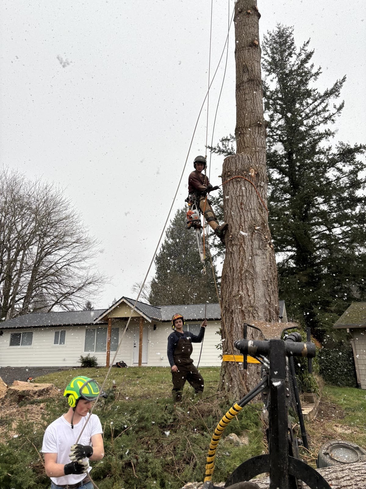 High Cut Trees past job