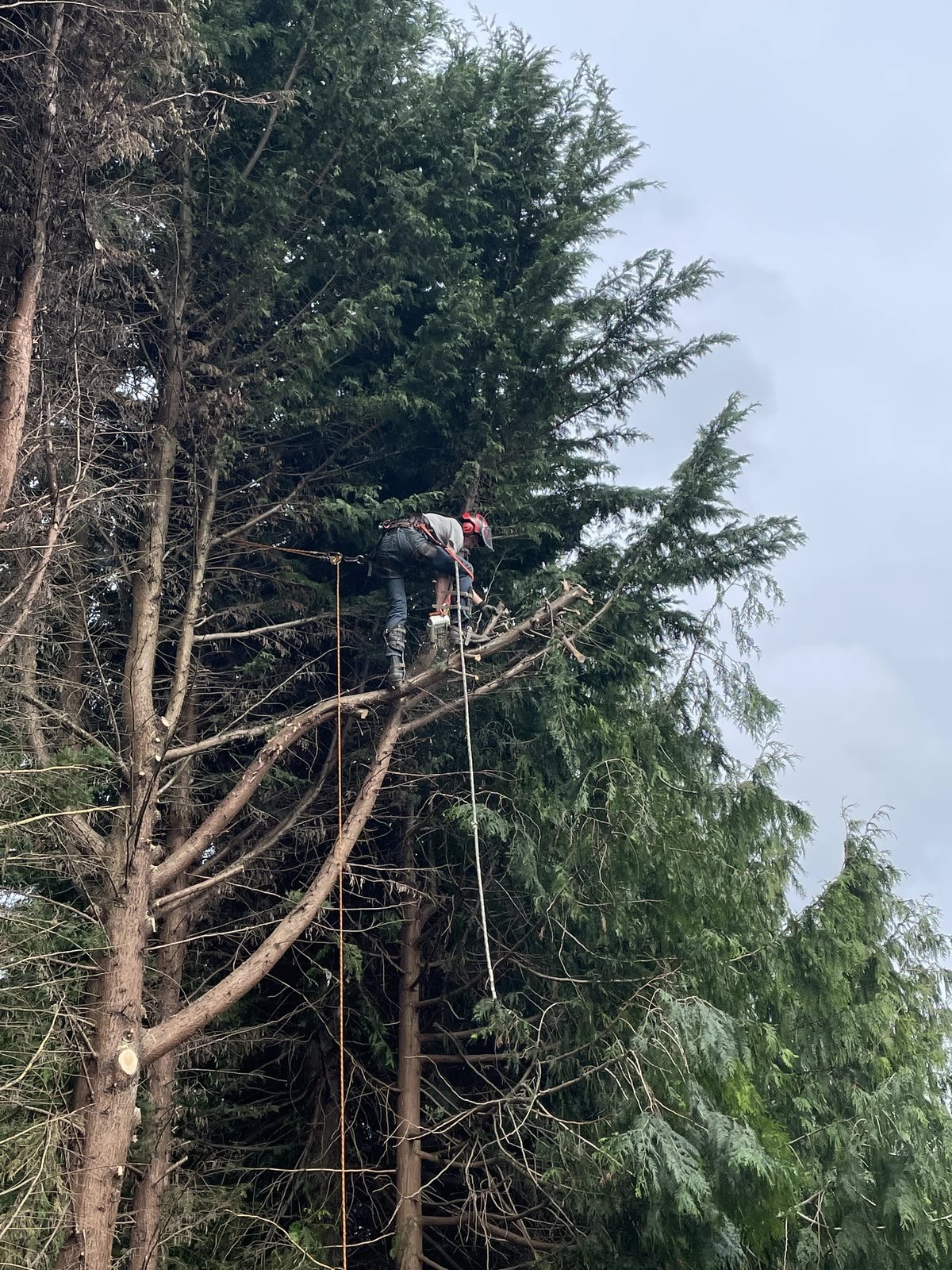 High Cut Trees past job
