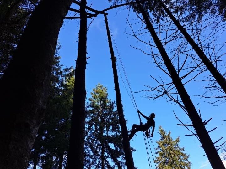 High Cut Trees past job