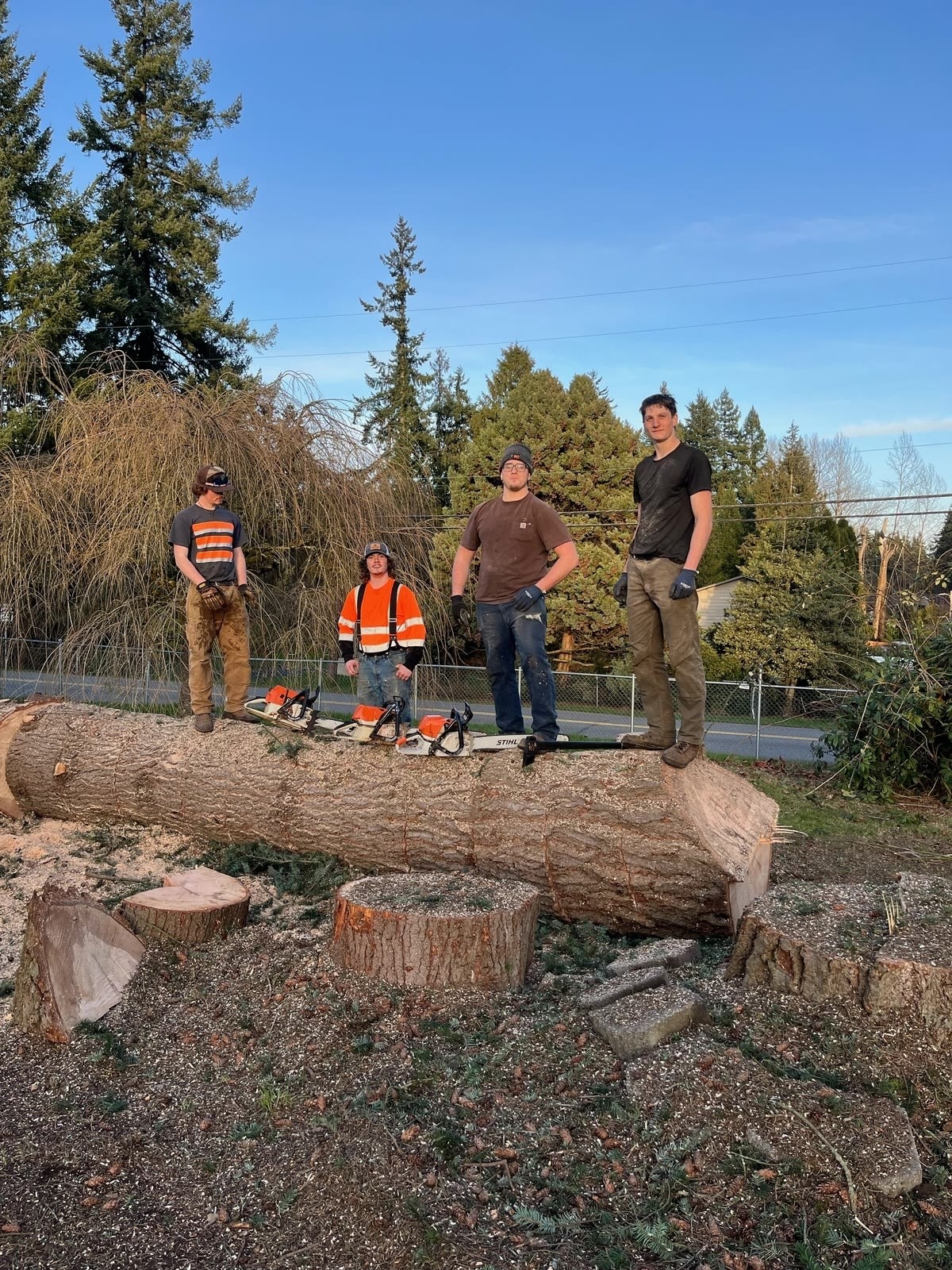 High Cut Trees past job