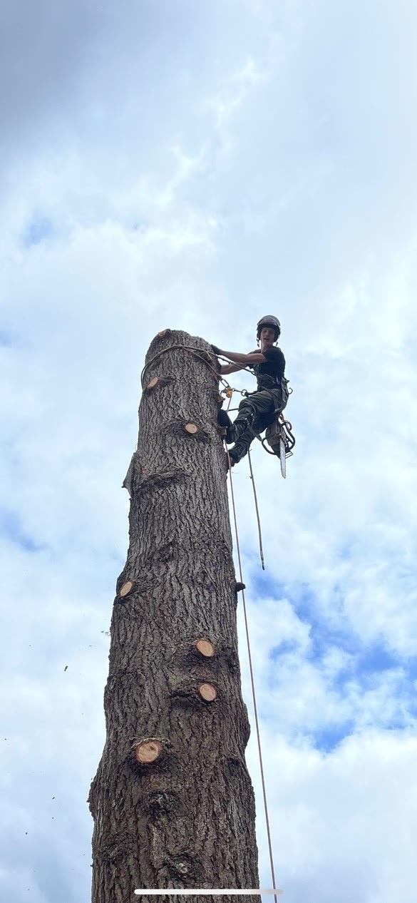 High Cut Trees past job