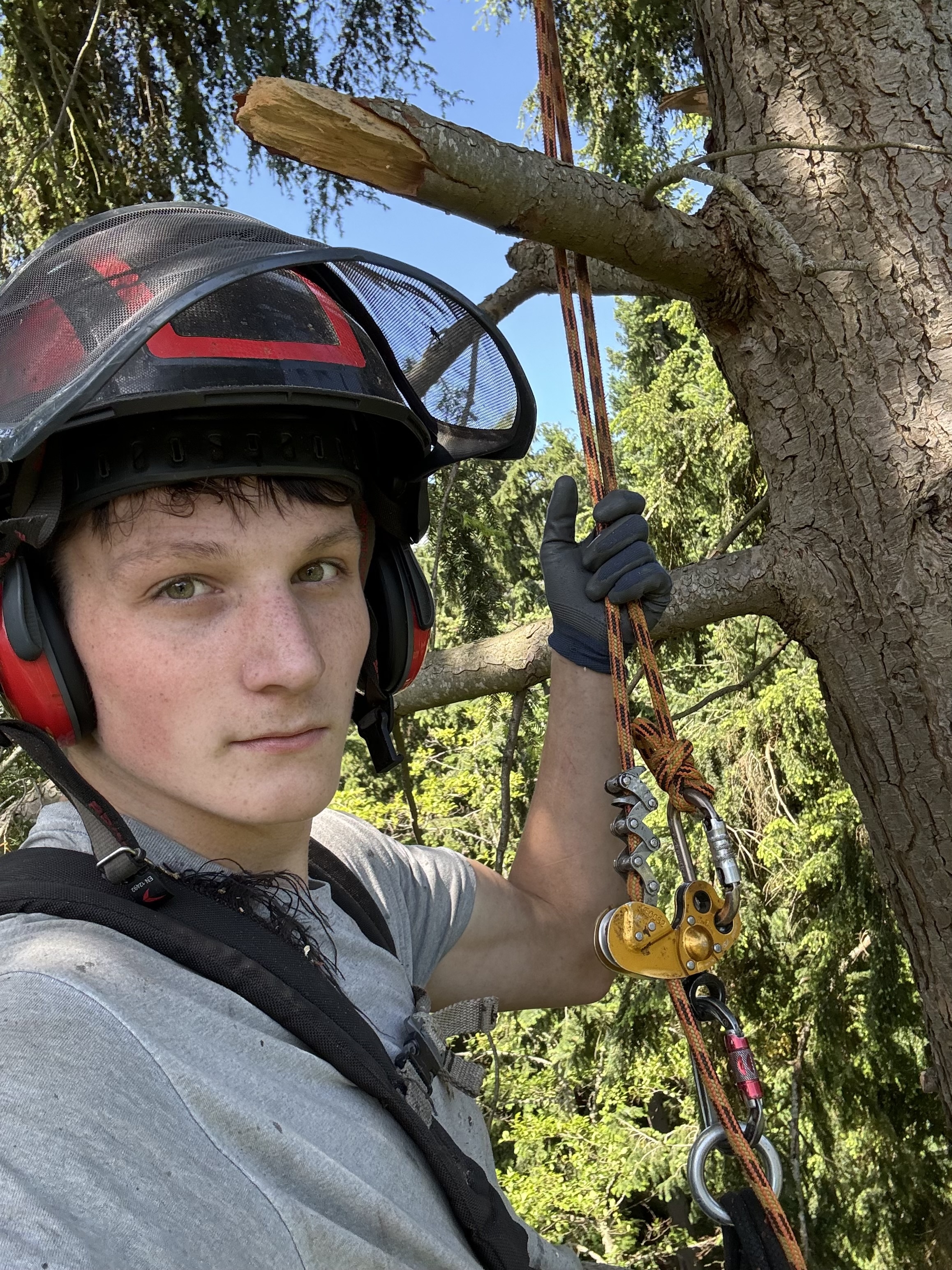 High Cut Trees past job