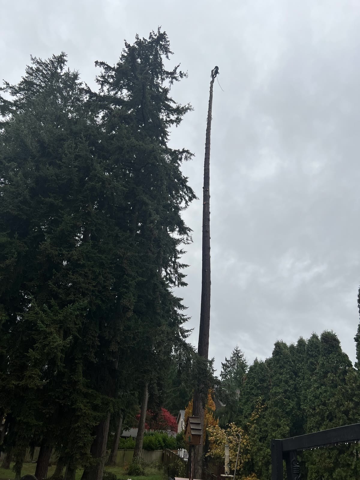 High Cut Trees past job